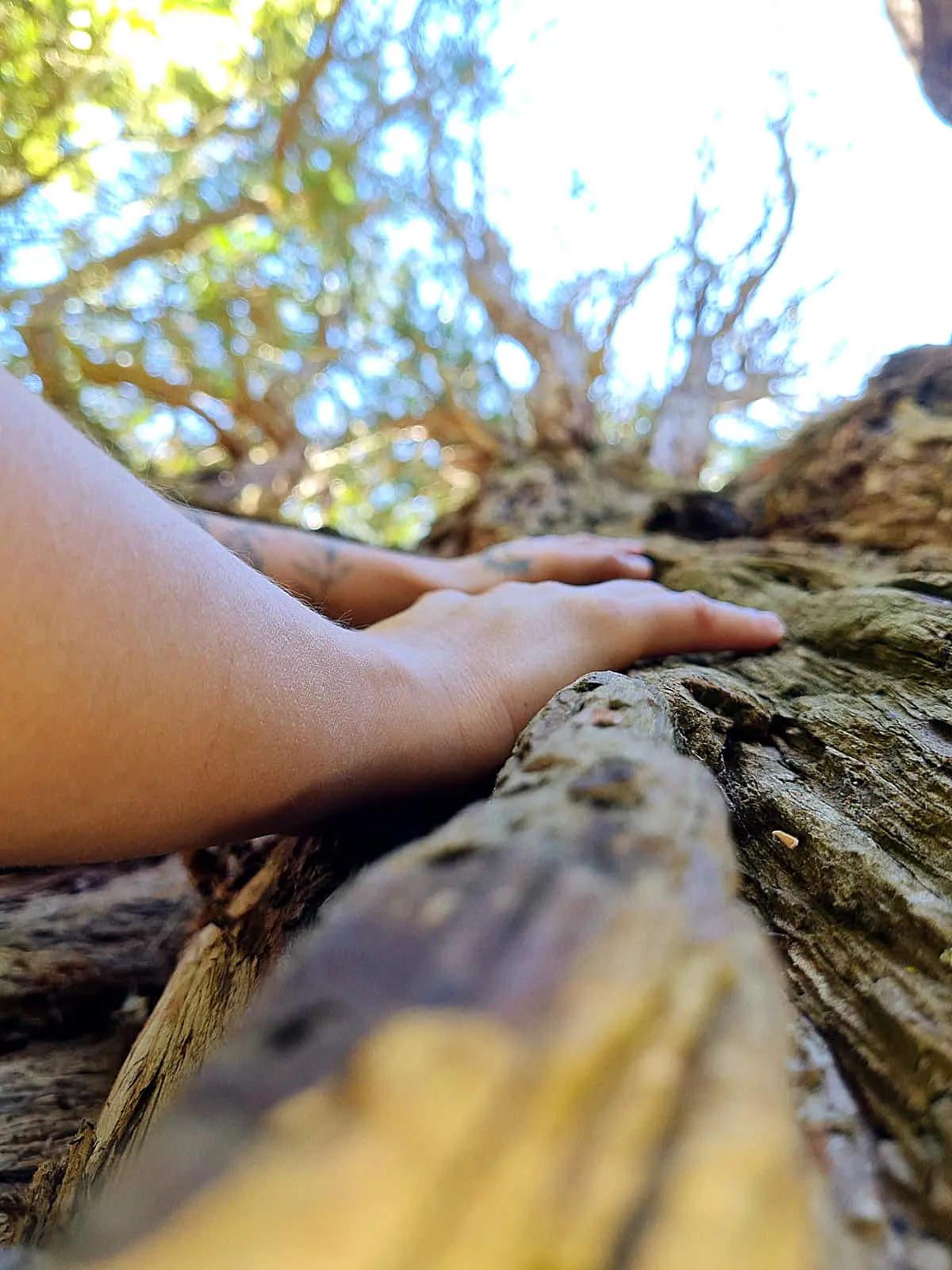 Arrière du corps : "L'appel de la Terre" - Massage bien-être Tours